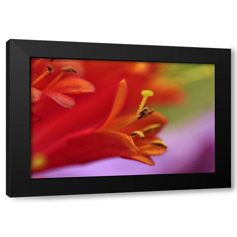 Oregon, Portland Coral honeysuckle flowers Black Modern Wood Framed Art Print by Terrill, Steve