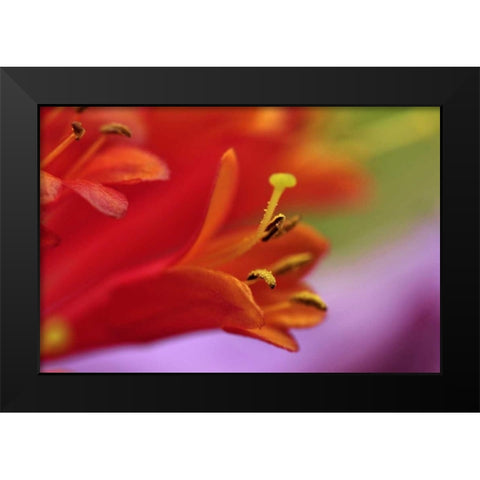 Oregon, Portland Coral honeysuckle flowers Black Modern Wood Framed Art Print by Terrill, Steve