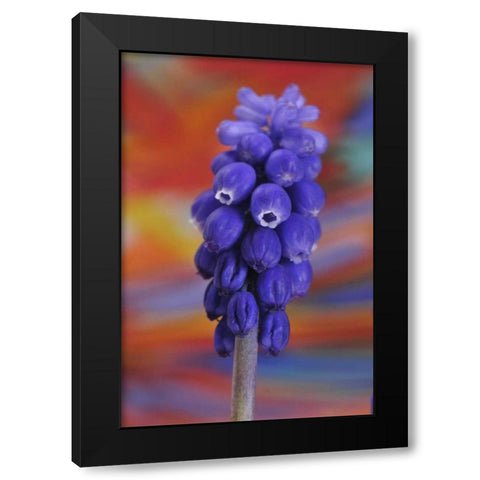 Oregon, Portland Blue grape hyacinth flower Black Modern Wood Framed Art Print by Terrill, Steve