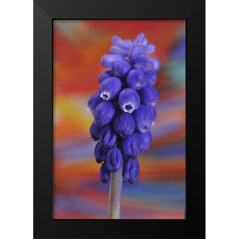 Oregon, Portland Blue grape hyacinth flower Black Modern Wood Framed Art Print by Terrill, Steve