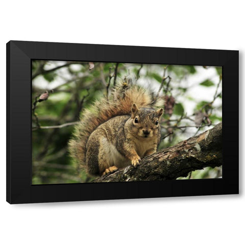 OR, Portland Gray squirrel resting on branch Black Modern Wood Framed Art Print by Terrill, Steve