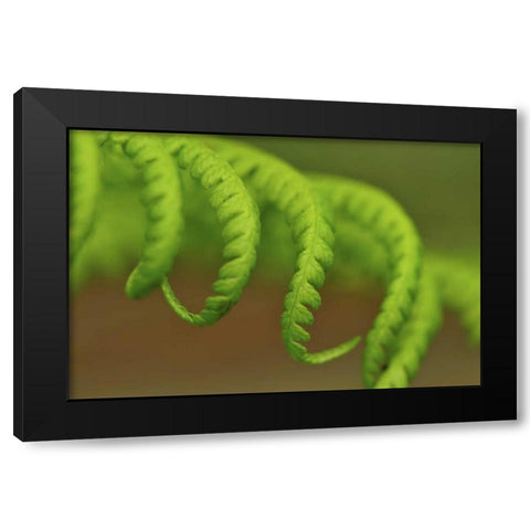 Oregon, Mt Hood NF Lady fern leaves unfurling Black Modern Wood Framed Art Print by Terrill, Steve