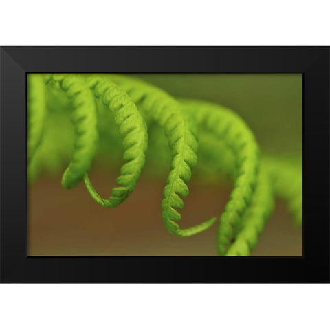 Oregon, Mt Hood NF Lady fern leaves unfurling Black Modern Wood Framed Art Print by Terrill, Steve