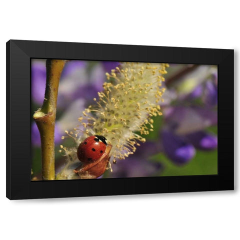 OR, Portland Ladybug on pussy willow bloom Black Modern Wood Framed Art Print with Double Matting by Terrill, Steve