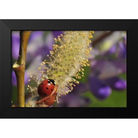 OR, Portland Ladybug on pussy willow bloom Black Modern Wood Framed Art Print by Terrill, Steve