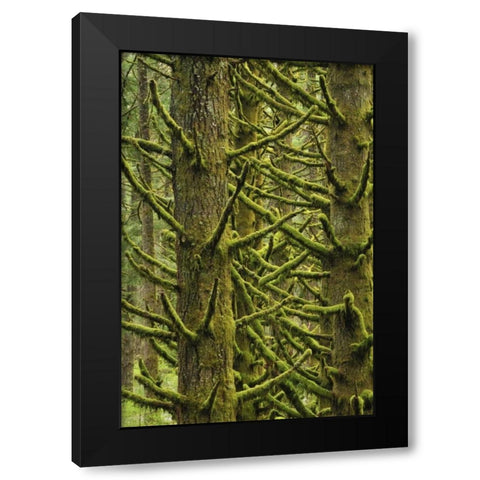 OR, Silver Falls Moss-draped Douglas fir trees Black Modern Wood Framed Art Print by Terrill, Steve