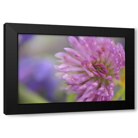Oregon, Portland Close-up of pink clover bloom Black Modern Wood Framed Art Print with Double Matting by Terrill, Steve