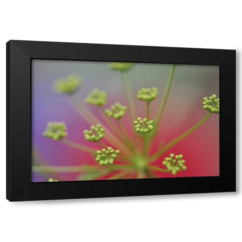 Oregon, Portland Queen Annes lace wildflower Black Modern Wood Framed Art Print by Terrill, Steve