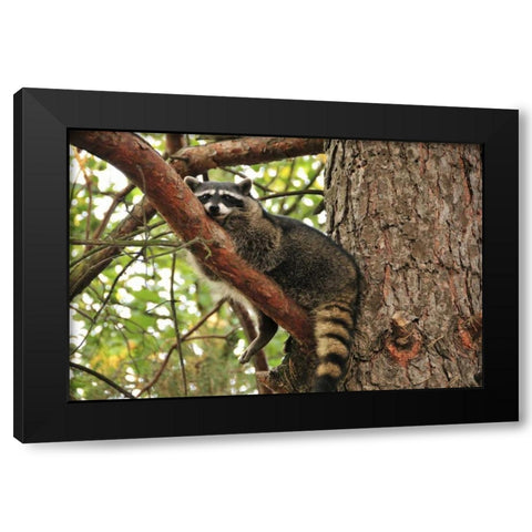 OR, Portland Raccoon resting on limb of tree Black Modern Wood Framed Art Print with Double Matting by Terrill, Steve