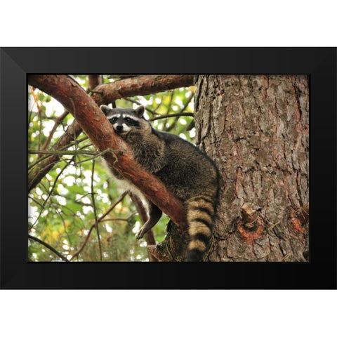 OR, Portland Raccoon resting on limb of tree Black Modern Wood Framed Art Print by Terrill, Steve