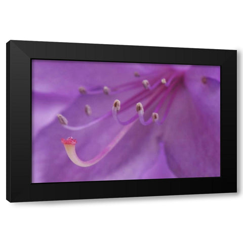 Oregon, Portland A rhododendron flower in garden Black Modern Wood Framed Art Print with Double Matting by Terrill, Steve