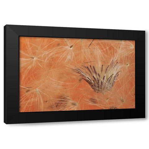 Oregon, Portland Close-up of salsify seed head Black Modern Wood Framed Art Print by Terrill, Steve