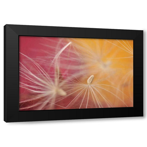 Oregon, Portland Close-up of salsify seed head Black Modern Wood Framed Art Print by Terrill, Steve