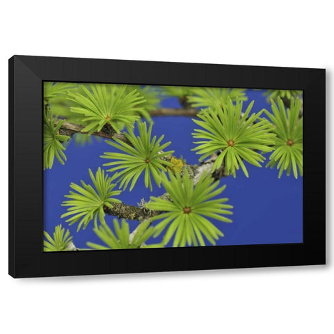 Oregon, Portland Young tamarack tree needles Black Modern Wood Framed Art Print with Double Matting by Terrill, Steve