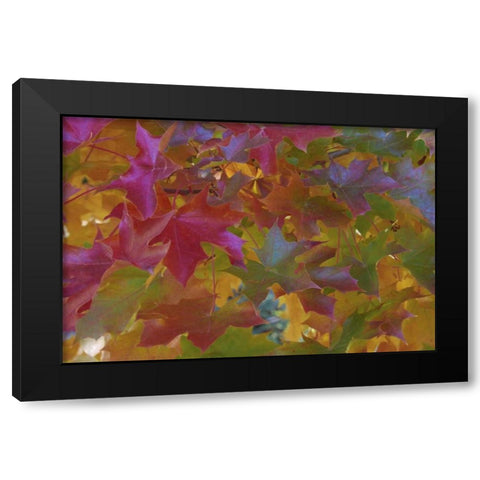 Oregon, Portland Sweet gum tree in autumn Black Modern Wood Framed Art Print by Terrill, Steve