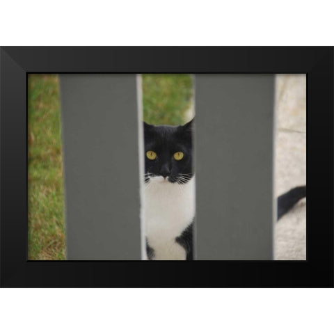 Oregon, Portland Cat looking through yard fence Black Modern Wood Framed Art Print by Terrill, Steve