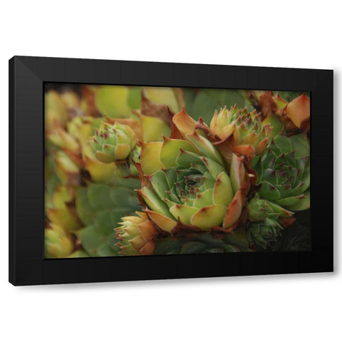 Oregon, Portland Close-up of succulent plants Black Modern Wood Framed Art Print by Terrill, Steve