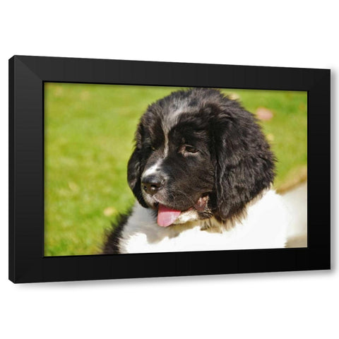 OR, Portland Landseer Newfoundland dog puppy Black Modern Wood Framed Art Print by Terrill, Steve