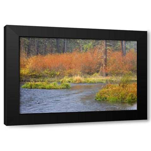 OR, Metolius River Fall along a stream bank Black Modern Wood Framed Art Print by Paulson, Don