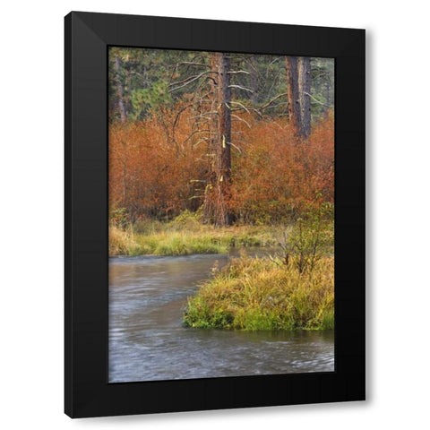 OR, Metolius River Fall along a stream bank Black Modern Wood Framed Art Print by Paulson, Don