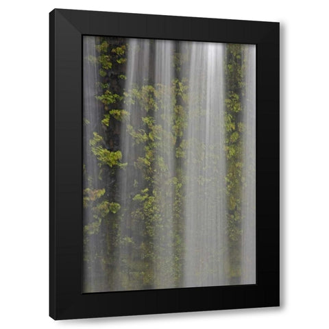 OR, Willamette NF Koosah Falls and ferns Black Modern Wood Framed Art Print by Paulson, Don