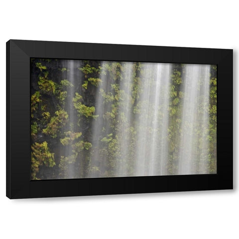 OR, Willamette NF Koosah Falls and ferns Black Modern Wood Framed Art Print by Paulson, Don