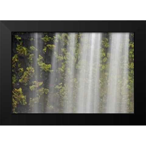 OR, Willamette NF Koosah Falls and ferns Black Modern Wood Framed Art Print by Paulson, Don