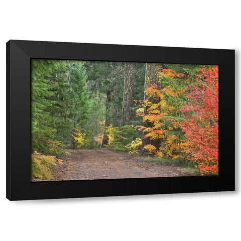 OR, Willamette NF Historic Santiam Wagon Road Black Modern Wood Framed Art Print by Paulson, Don