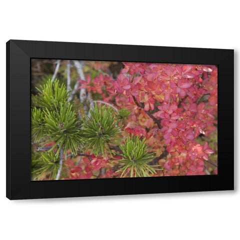 Oregon Huckleberry bush leaves and pine needles Black Modern Wood Framed Art Print by Paulson, Don
