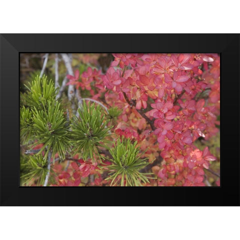 Oregon Huckleberry bush leaves and pine needles Black Modern Wood Framed Art Print by Paulson, Don