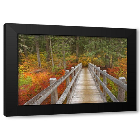 OR, Willamette  Bridge on McKenzie River Trail Black Modern Wood Framed Art Print by Paulson, Don