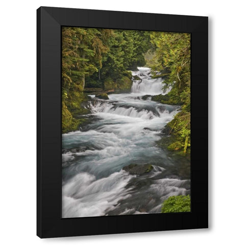 Oregon, Willamette NF McKenzie River rapids Black Modern Wood Framed Art Print by Paulson, Don