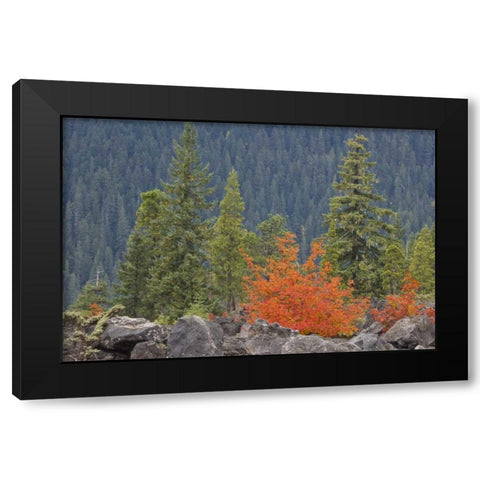 Oregon, Willamette NF Volcanic rock in forest Black Modern Wood Framed Art Print with Double Matting by Paulson, Don