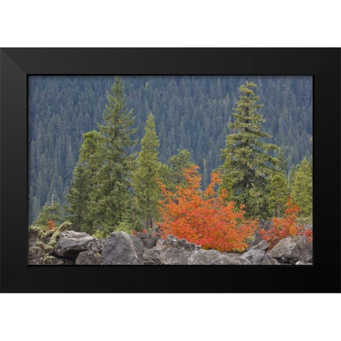 Oregon, Willamette NF Volcanic rock in forest Black Modern Wood Framed Art Print by Paulson, Don