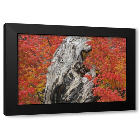 OR, Willamette NF Vine maple tree stump, autumn Black Modern Wood Framed Art Print with Double Matting by Paulson, Don