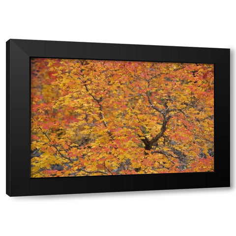 OR, Willamette NF Vine maple tree in autumn Black Modern Wood Framed Art Print with Double Matting by Paulson, Don