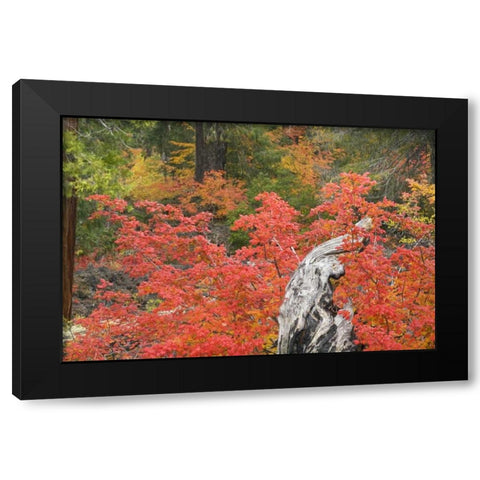 OR, Willamette NF Vine maple tree stump, autumn Black Modern Wood Framed Art Print with Double Matting by Paulson, Don