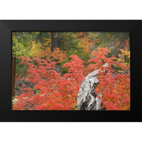 OR, Willamette NF Vine maple tree stump, autumn Black Modern Wood Framed Art Print by Paulson, Don