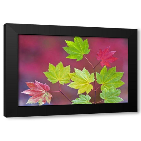 OR, Willamette NF Vine maple leaves in autumn Black Modern Wood Framed Art Print with Double Matting by Paulson, Don