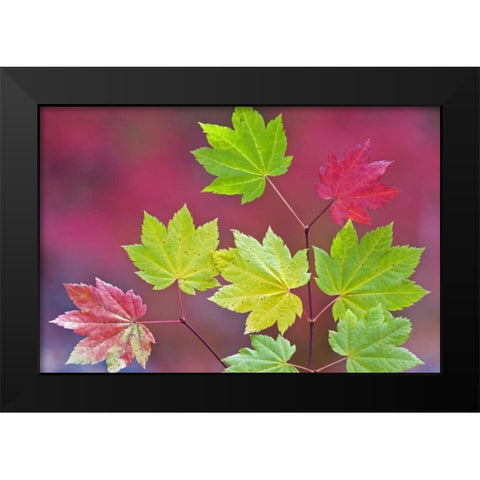 OR, Willamette NF Vine maple leaves in autumn Black Modern Wood Framed Art Print by Paulson, Don