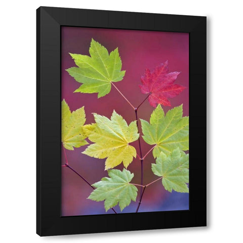 OR, Willamette NF Vine maple leaves in autumn Black Modern Wood Framed Art Print with Double Matting by Paulson, Don