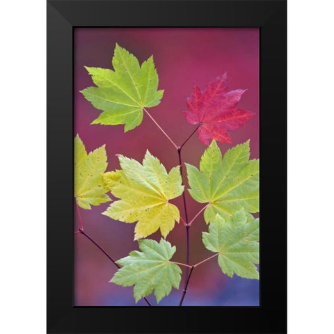 OR, Willamette NF Vine maple leaves in autumn Black Modern Wood Framed Art Print by Paulson, Don