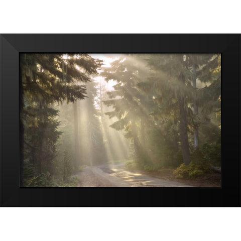 OR, Willamette NF God rays illumine foggy forest Black Modern Wood Framed Art Print by Paulson, Don