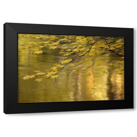 OR, Rogue River NF Vine maple over Rogue River Black Modern Wood Framed Art Print by Paulson, Don
