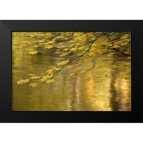 OR, Rogue River NF Vine maple over Rogue River Black Modern Wood Framed Art Print by Paulson, Don