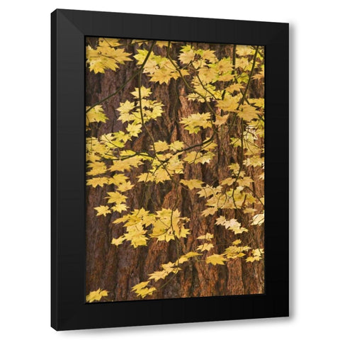 OR, Rogue River NF Vine maple leaves Black Modern Wood Framed Art Print by Paulson, Don