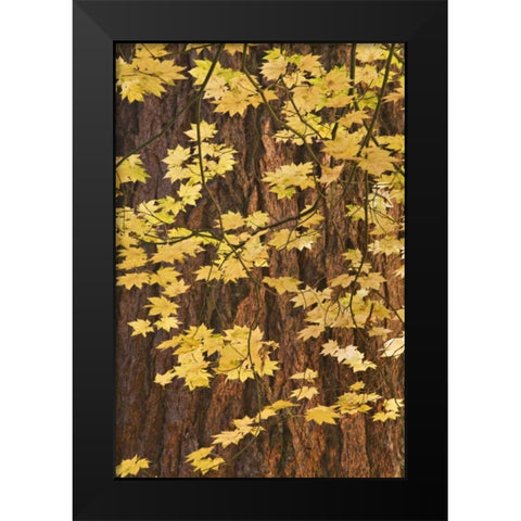OR, Rogue River NF Vine maple leaves Black Modern Wood Framed Art Print by Paulson, Don