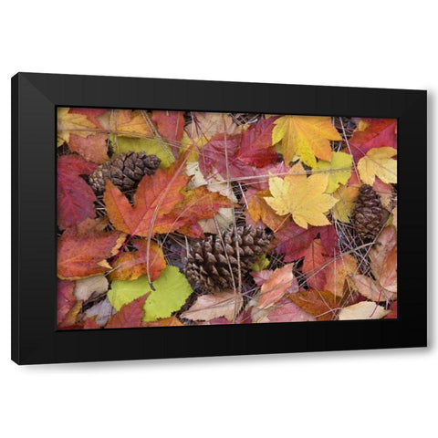 OR, Rogue River NF Forest floor in Autumn Black Modern Wood Framed Art Print by Paulson, Don