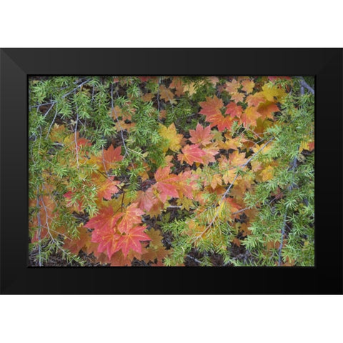 OR, Rogue River NF Vine maple leaves and hemlock Black Modern Wood Framed Art Print by Paulson, Don