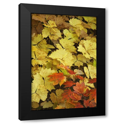 OR, Rogue River NF Leaves on forest floor Black Modern Wood Framed Art Print by Paulson, Don